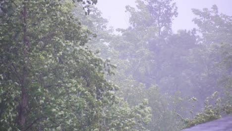 暴風雨中樹木被風吹起