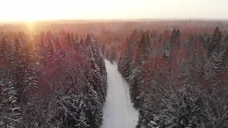 Bosque-Nevado-_-Snow_tree_winter_coldwinter_beautifulwinter_dronshots