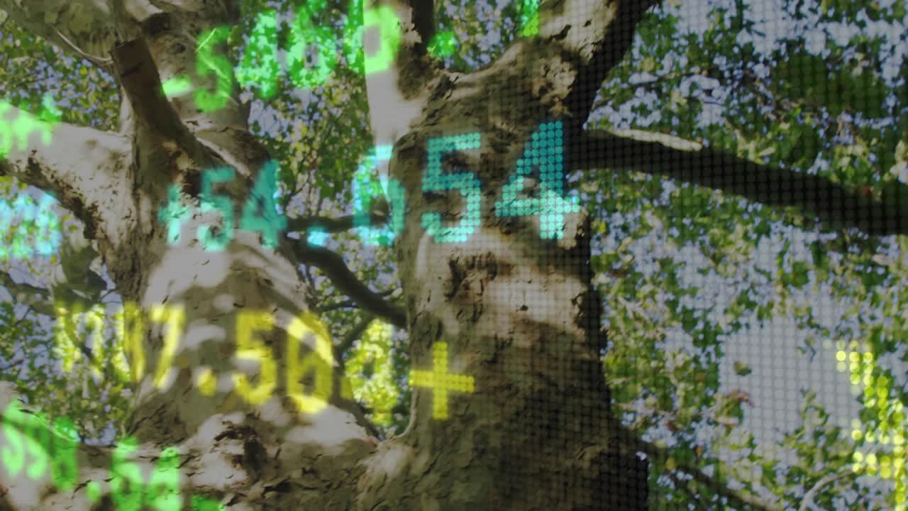 Overlay appearing, tree trunk showing shifting digits while camera rising to show canopy data
