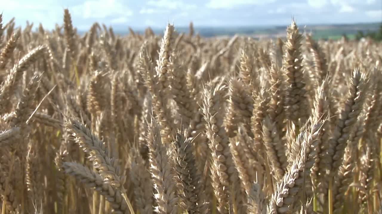 кукурузные поля