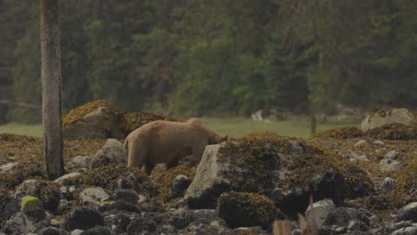 oso pardo caminando por la orilla rocosa más allá de los pilares de madera