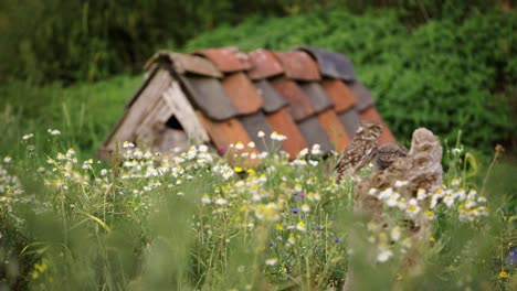 rustic birdhouse in a flower-filled garden