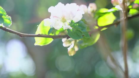 Weiße-Blüte-Eines-Apfelbaums-Bei-Gutem-Wetter-In-Deutschland