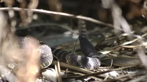 cola de serpiente de cascabel temblando, cerrar