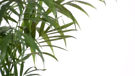 closeup green palm tree leaves isolated on white background. nature frame decor.