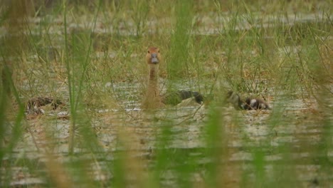 Whistling-duck-and-chicks-eating-food-in-grass-