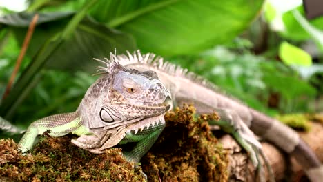 iguana verde tendida en una rama