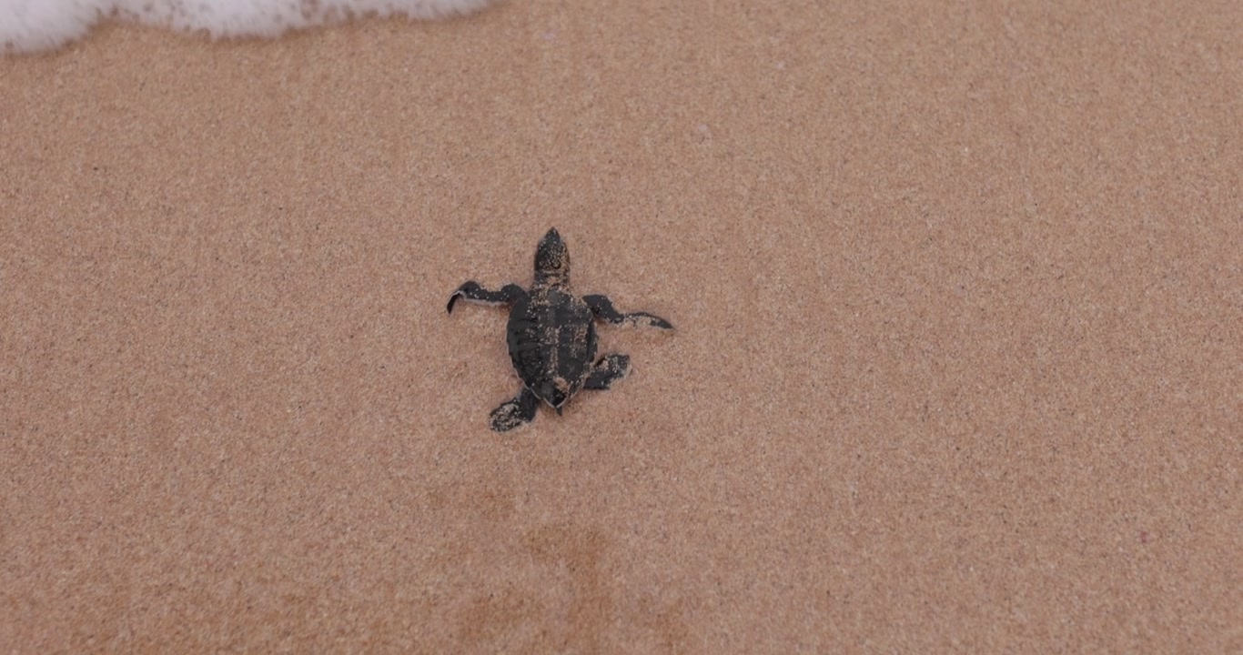 Newborn turtle first steps - 4k 120fps
