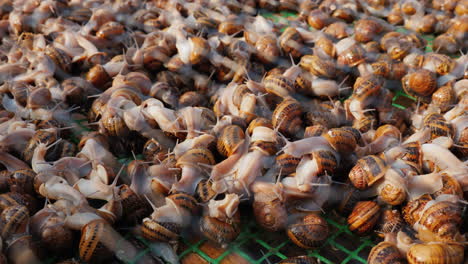 caracoles vivos en una granja 1