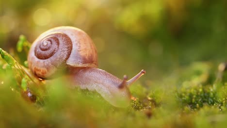 Nahaufnahme-Einer-Schnecke,-Die-Langsam-Im-Sonnenlicht-Des-Sonnenuntergangs-Kriecht.