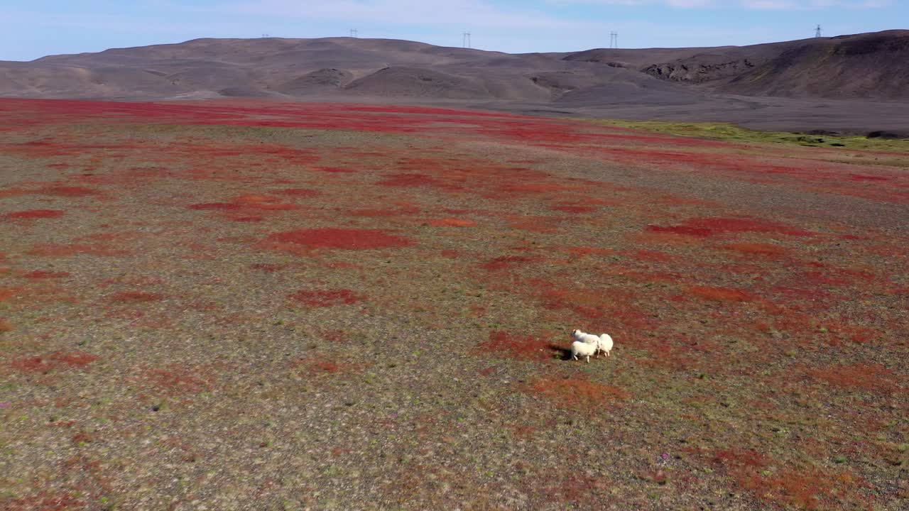 양 들 이 있는 아이슬란드 의 화산 풍경