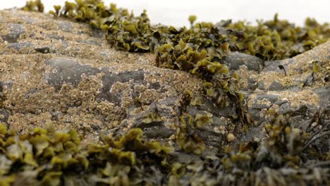 A-slow-rising-shot-with-seaweed-in-the-foreground-to-reveal-the-ocean-in-Scotland-in-the-background