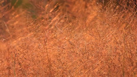 Rotes-Schönes-Gras-Im-Teichbereich