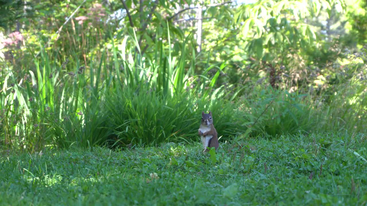 una ardilla adorable mira a su alrededor y mueve la cabeza cerca