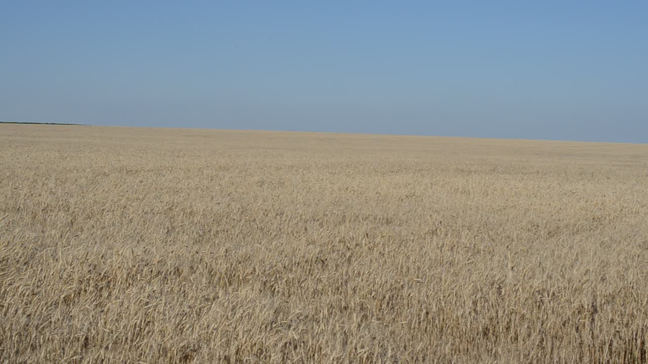 La strada in un campo di grano, dopo un trattore. Grano contro il cielo.