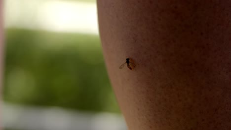 movimiento lento de primer plano mosca voladora lentamente arrastrándose y bebiendo sudor en la piel humana