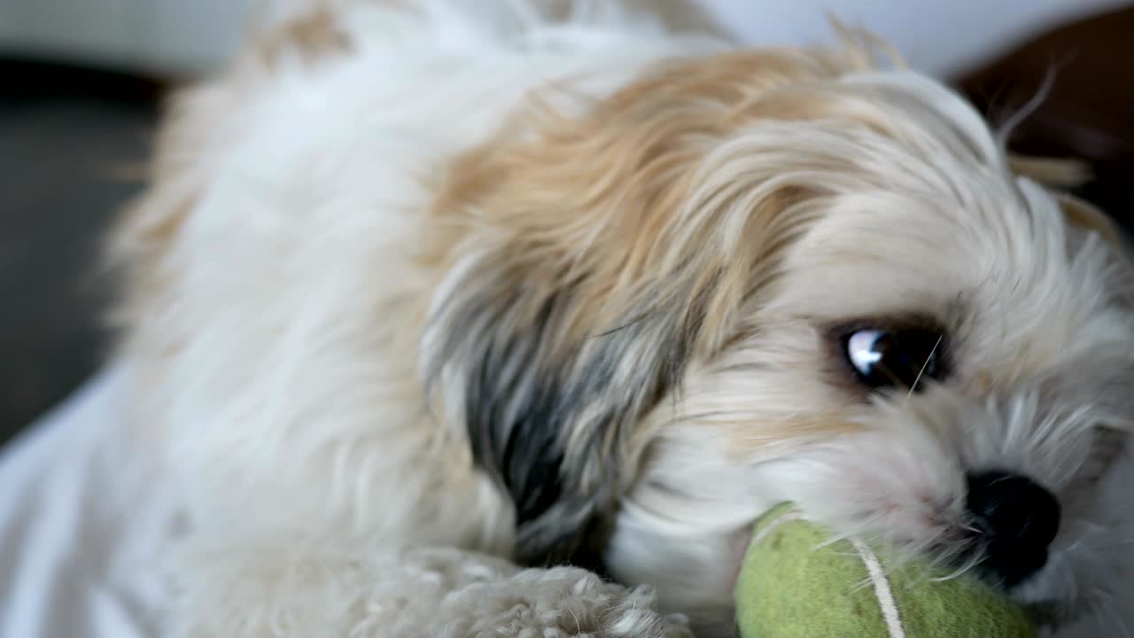 작은 색 시히츠가 테니스 공을 가지고 놀고 있다