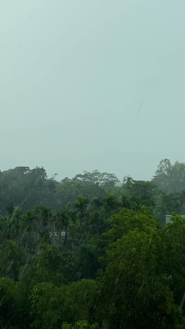 Trooppinen myrsky ja rankkasade vihreiden puiden yllä rannikkometsässä, Bangladesh – pystysuuntainen, staattinen kuva.