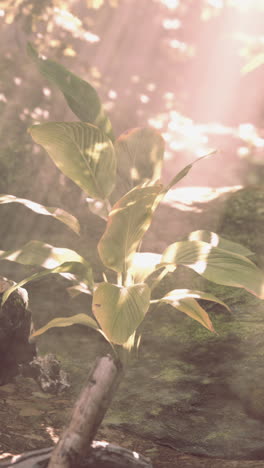 a lush green plant in a tropical forest, bathed in warm sunlight and mist