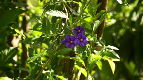 tres flores moradas que soplan con el viento en un día soleado