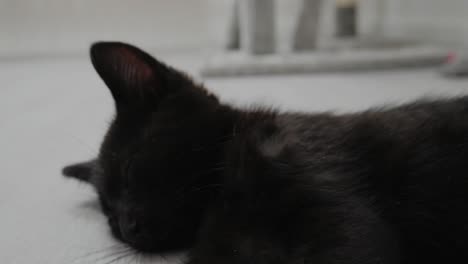 Entzückendes-Schwarzes-Kätzchen,-Das-Auf-Dem-Boden-Schläft