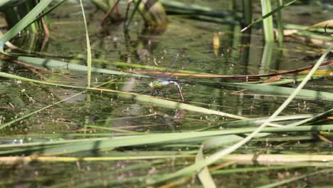 Dragonfly-perched-on-grass-stalk-in-swamp-during-sunny-day,close-up-shot