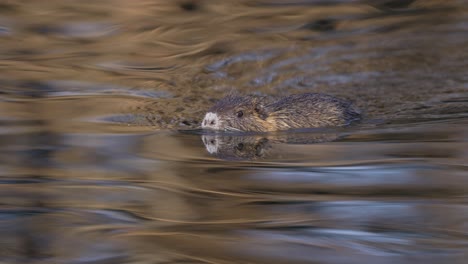 cerca de coipo nadando en el agua