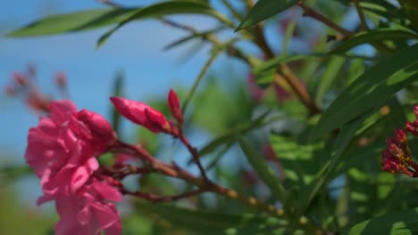 tiro de flor rosa en isabela de sagua