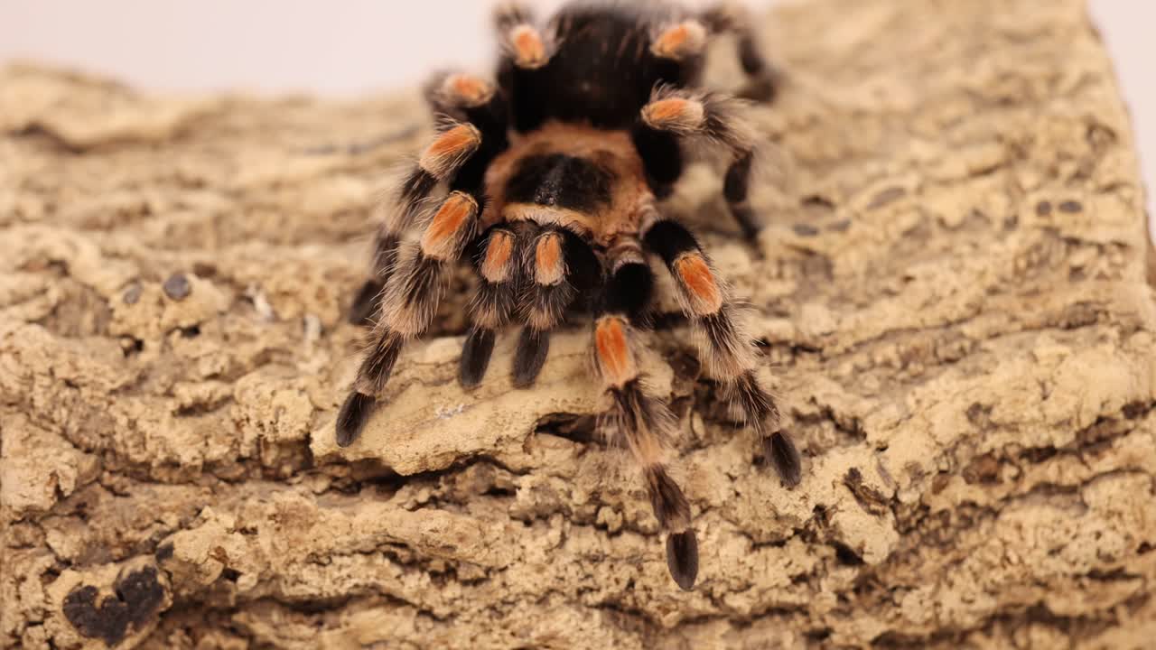 A curlyhair tarantula moves across a textured surface, captured in close-up with soft lighting and a steady camera