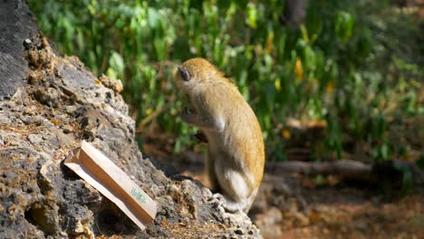 Vervet-Monkey-collecting-litter-paper-bag-looking-for-food