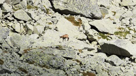 Gamuza-Solitaria-Y-Triste-Buscando-Comida-En-Un-Entorno-Montañoso-Muy-Rocoso,-Teleobjetivo