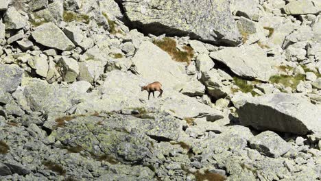 lonely sad chamois searching for food in very rocky mountain environment, telephoto