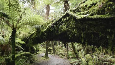 Detalle-De-árboles-Cubiertos-De-Musgo-En-Una-Selva-Tropical-En-Moraine-Walk,-Costa-Oeste,-Nueva-Zelanda