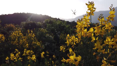 Naturaleza-Salvaje-Flor-Amarilla-En-Una-Colina-Al-Atardecer-Pan-Izquierda-Revela-El-Sol