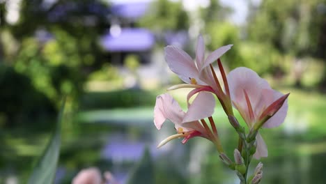 pink canna lily in garden