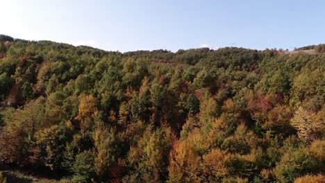 Aerial-footage-of-thick-forest-and-blue-sky-in-back