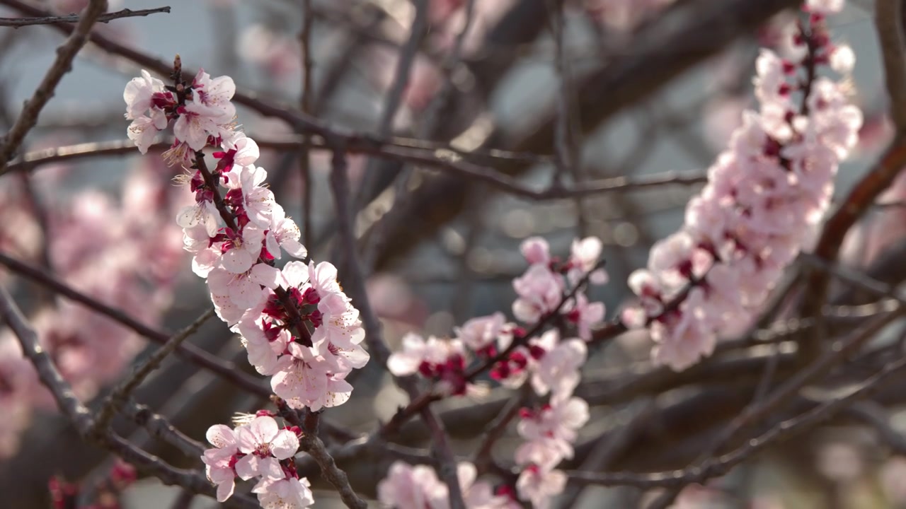 Primo piano di fiori di albicocco rosa che sbocciano sui rami degli alberi