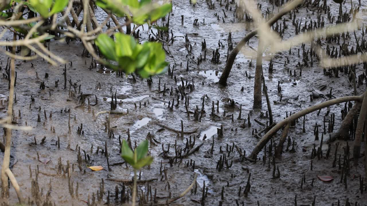 Plant sprouting and growing in a marshy area