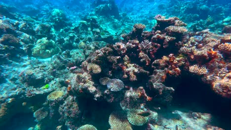 underwater 4k hdr of the great barrier reef in queensland, australia in december 2022