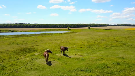 grazing horses in a meadow