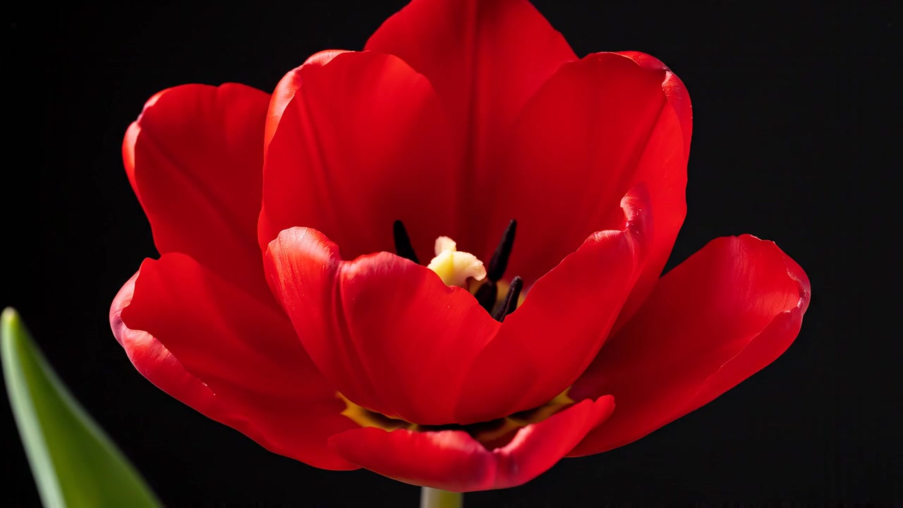 Bocciolo singolo di tulipano rosso chiuso su sfondo nero