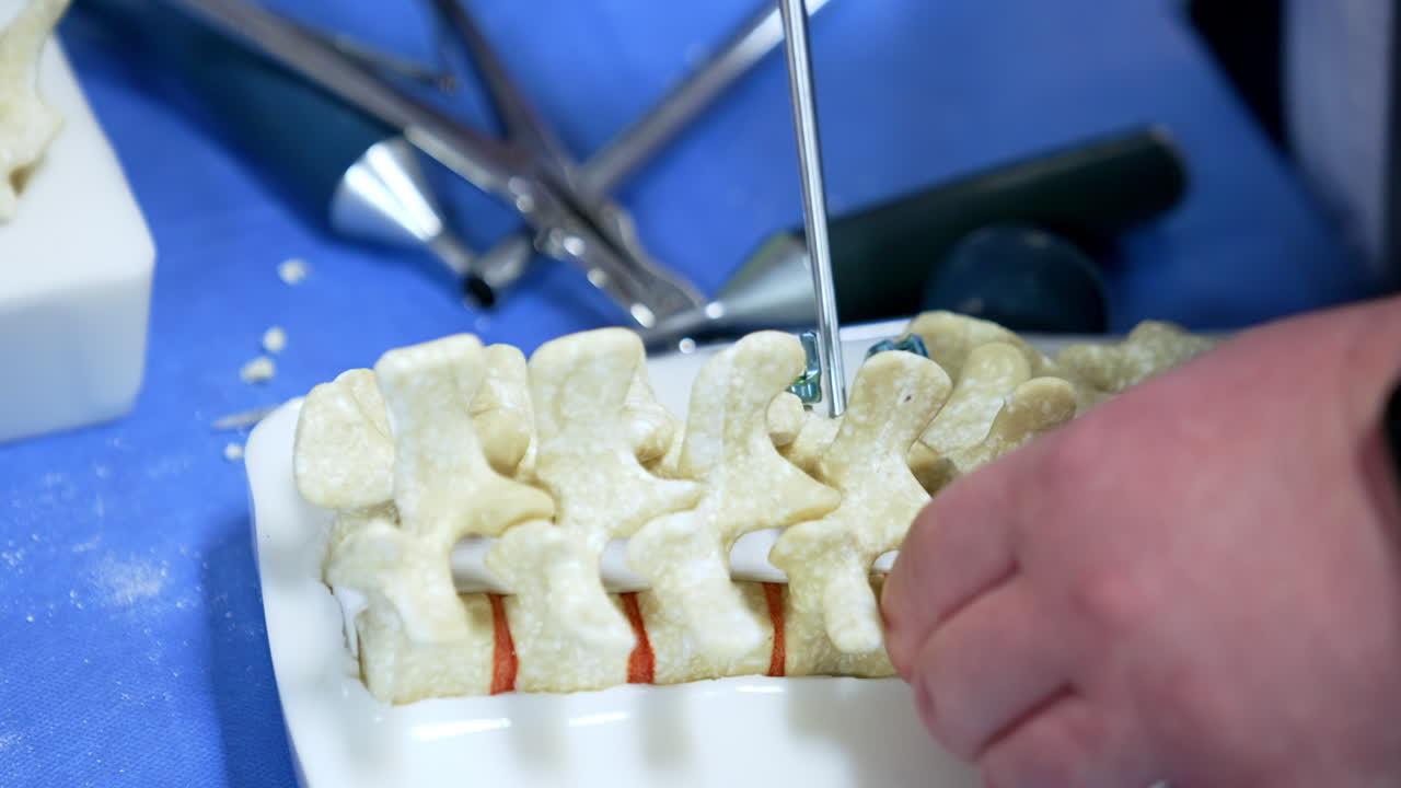 Mock-up of a spine in the male hands. Student studying neurosurgery is practicing to use special medical tools. Close up.