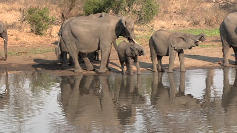 a herd of elephants at a waterhole quench their thirst and reflect in the water's surface