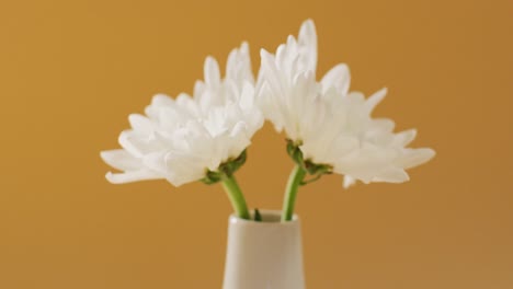 Vídeo-De-Flores-Blancas-En-Jarrón-Con-Espacio-Para-Copiar-Sobre-Fondo-Amarillo