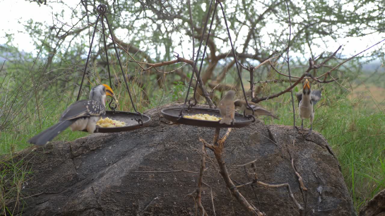 남부 노란색 청구 코뿔새 새