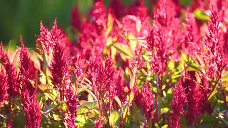 beautiful bright red celosia flowers