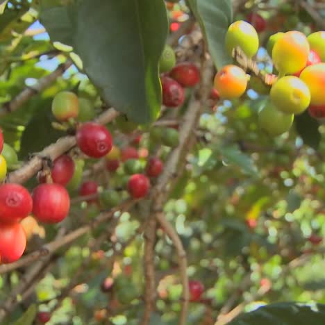 Kaffeebohnen-Wachsen-Auf-Einer-Kaffeeplantage-In-Den-Tropen