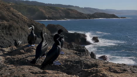 cormorants on a rocky coastline