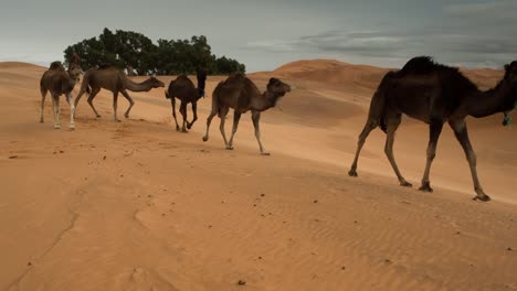 Merzouga-Camel-02