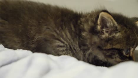 cute tiny kitten tabby dark crawling on bed sneaky